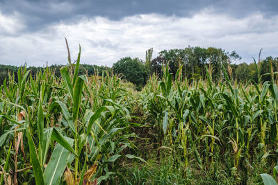 Crops growing on field against sky