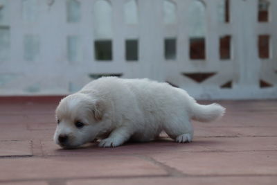 White dog resting