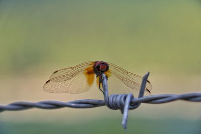 Close-up of dragonfly on metal fence