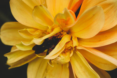 Close-up of yellow flowering plant