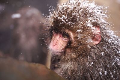 Close-up portrait of monkey in snow