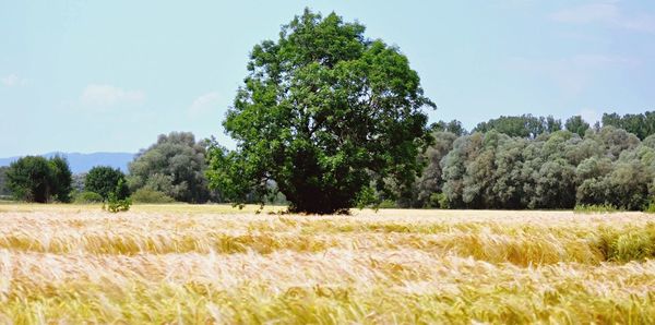 Trees on field against sky