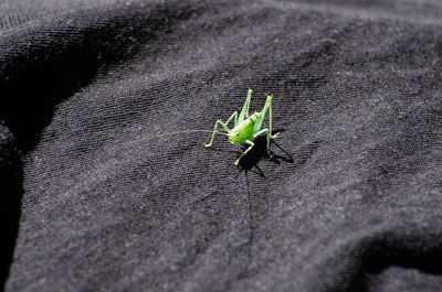 Close-up of insect on leaf