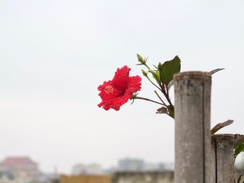 Low angle view of red flowers against clear sky