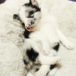 Portrait of dog lying down on bed at home