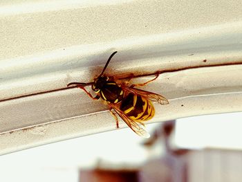 Close-up of bee on wall