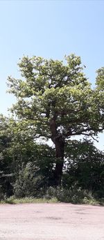 Low angle view of trees on field against clear sky