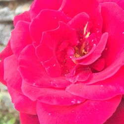 Close-up of pink rose blooming outdoors