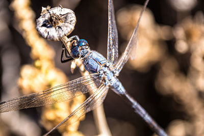 Close-up of dragonfly on plant