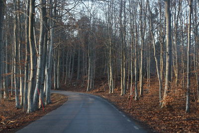 Road amidst trees in forest