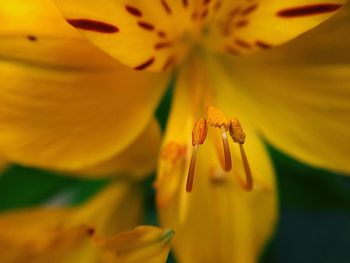 Close-up of yellow flowering plant