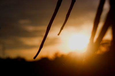 Close-up of silhouette plant against sky during sunset