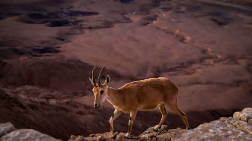 Deer standing on rock