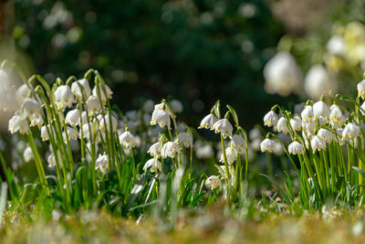 Close-up of white flowering plants on field