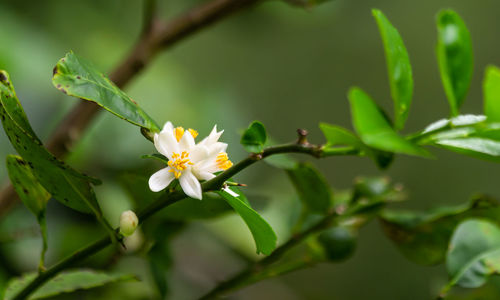 Close-up of white flowering plant