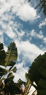 Low angle view of plants against sky