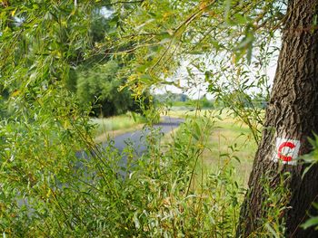 Plants and trees in park