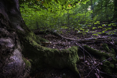 Moss growing on tree in forest