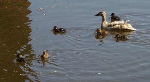 High angle view of ducks swimming in lake