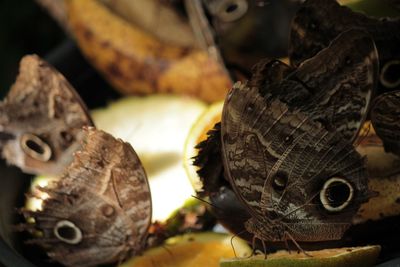 Close-up of butterfly