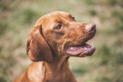 Close-up of a dog looking away