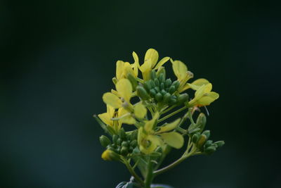 Close-up of yellow flowers against black background