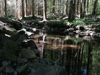 Scenic view of forest