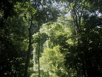 Low angle view of trees in forest