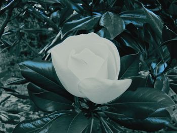Close-up of white flowers