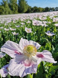 Close-up of purple flowering plant in field