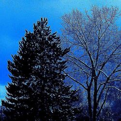 Low angle view of bare trees against blue sky