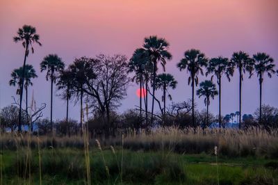 Palm trees on landscape against sky during sunset