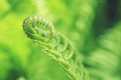 Close-up of fern leaf