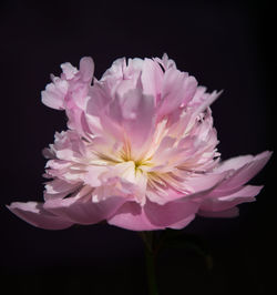 Close-up of flowers against black background