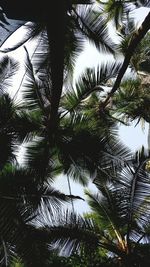 Low angle view of palm tree against sky