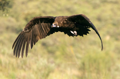 Bird flying in a field