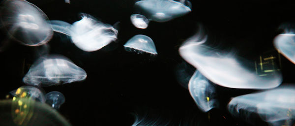 Close-up of jellyfish against black background