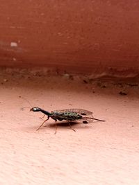 Close-up of grasshopper on sand