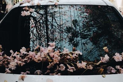 Autumn leaves on white background
