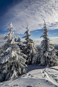 Trees on snow covered land against sky