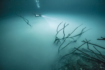 High angle view of tree swimming in sea