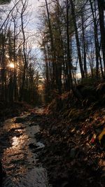 Trees in forest