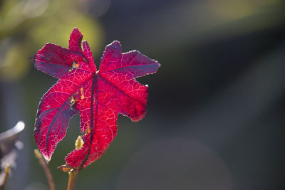 Close-up of red maple leaves