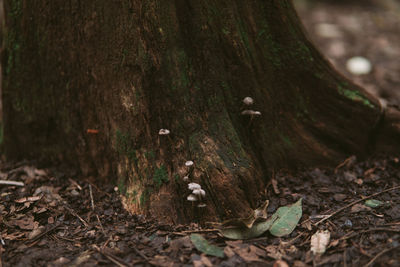 Close-up of mushrooms on tree trunk