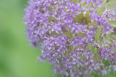 Close-up of purple flowering plant