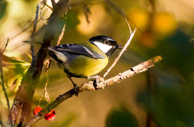 Close-up of bird perching on tree