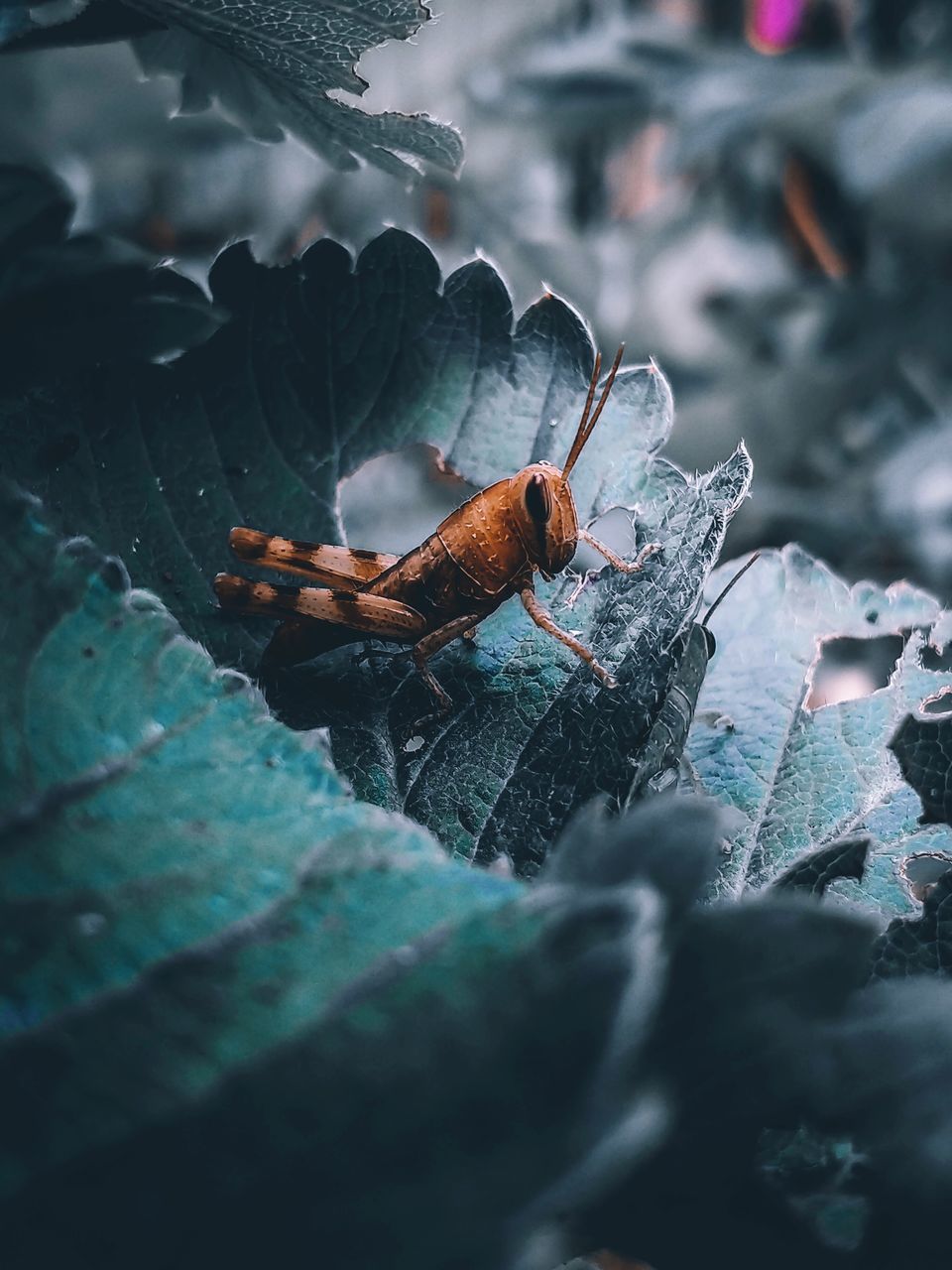 CLOSE-UP OF INSECTS ON ROCK