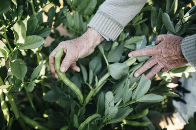 Hands of senior man picking beans in his garden