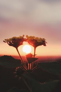 Close-up of silhouette plant against sky during sunset