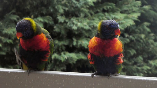 Close-up of parrot perching